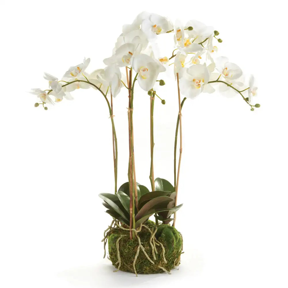 PHALAENOPSIS ORCHID BOWL DROP-IN 25"