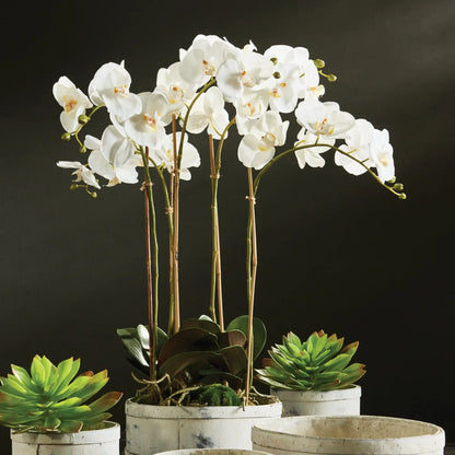 PHALAENOPSIS ORCHID BOWL DROP-IN 25" - view 3