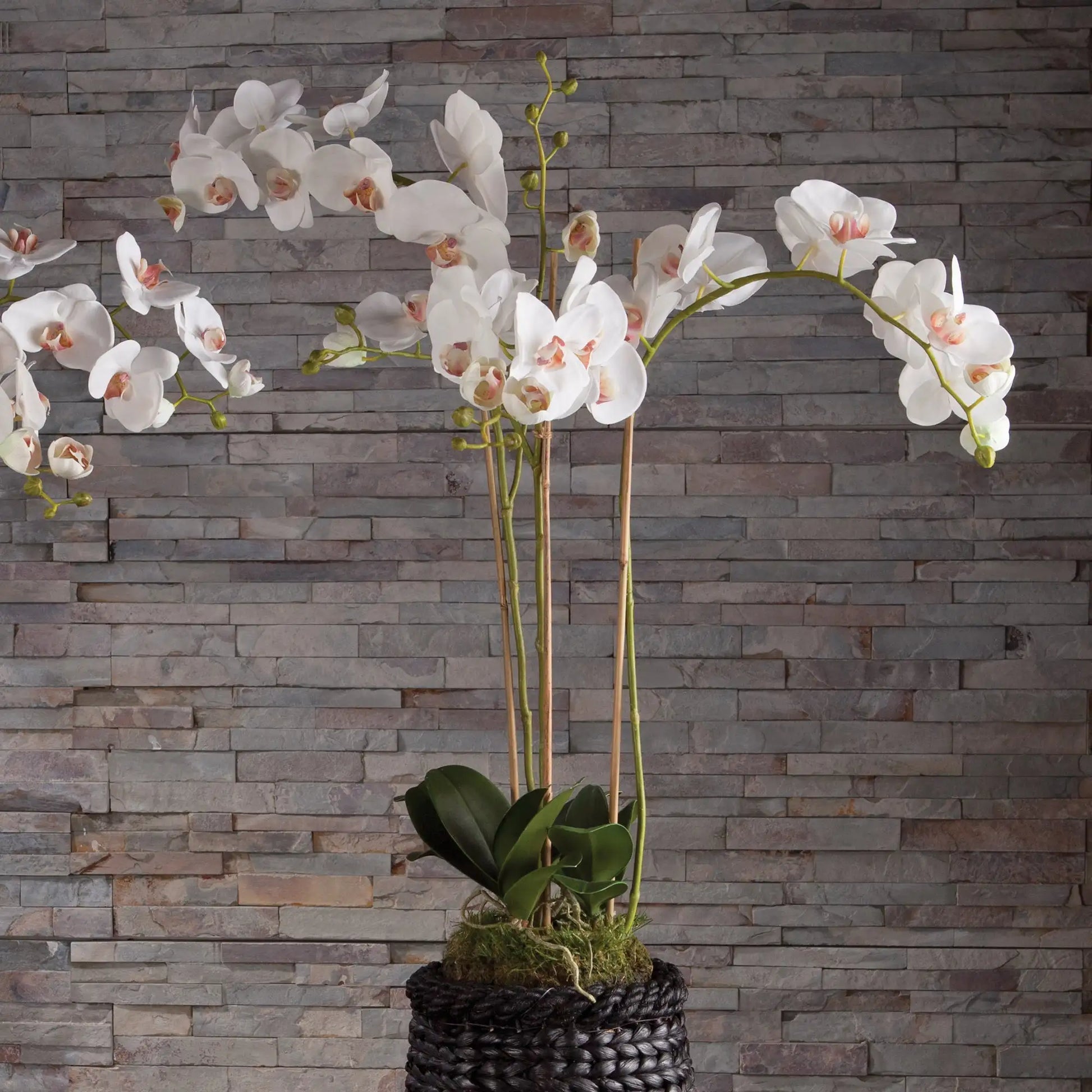 PHALAENOPSIS ORCHID DROP-IN 31" - view 3