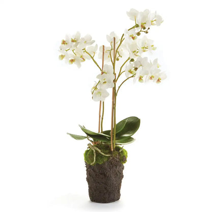 PHALAENOPSIS ORCHID DROP-IN 20"