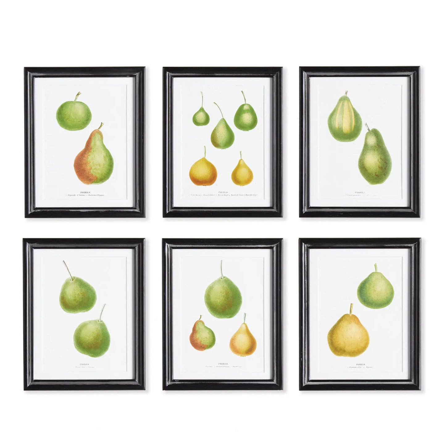PEAR STUDY, SET OF 6
