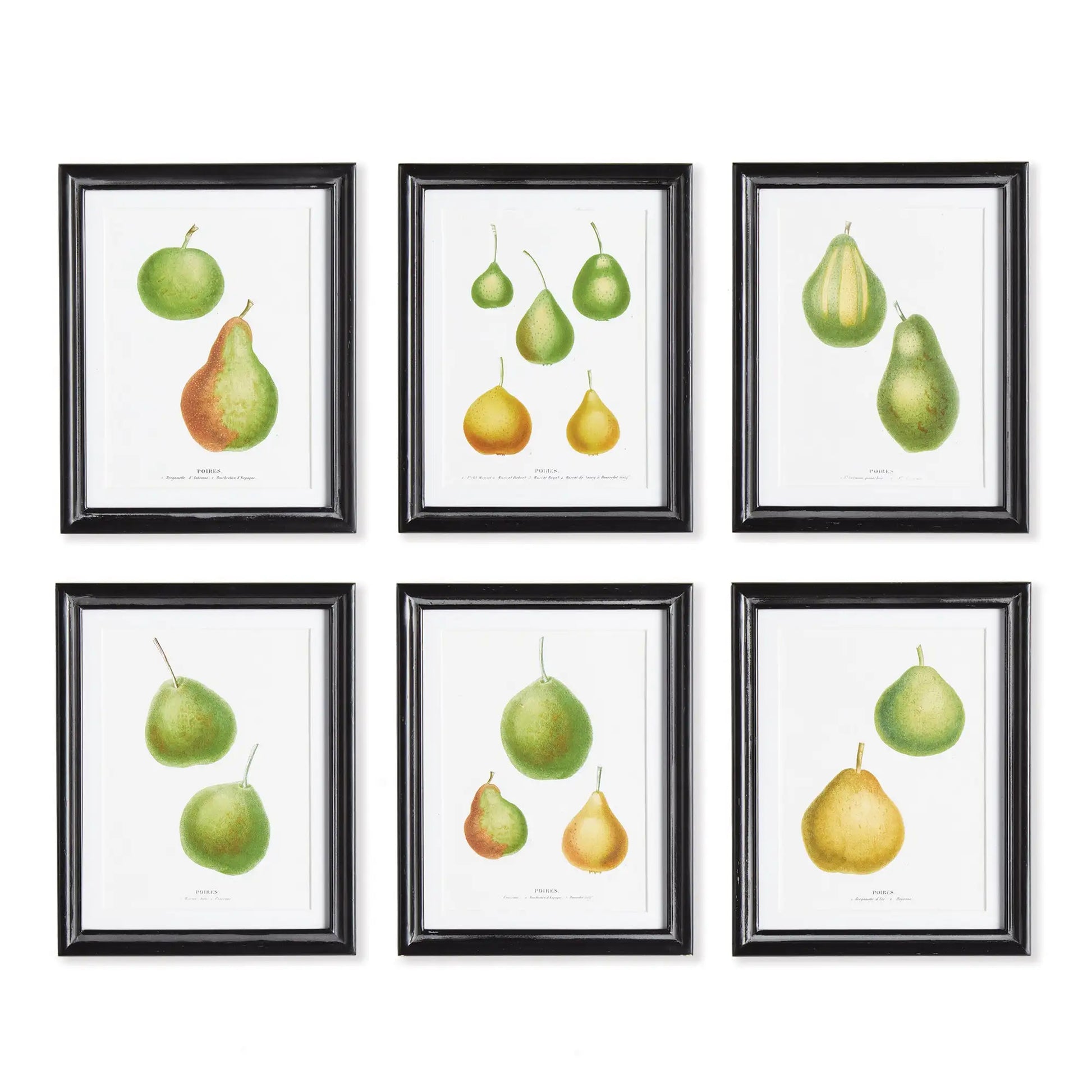 PEAR STUDY, SET OF 6