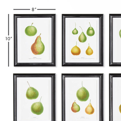 PEAR STUDY, SET OF 6 - view 2