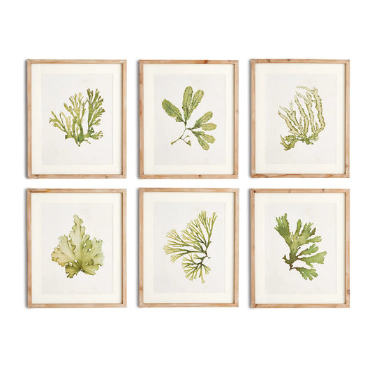 KELP PRINTS, SET OF 6