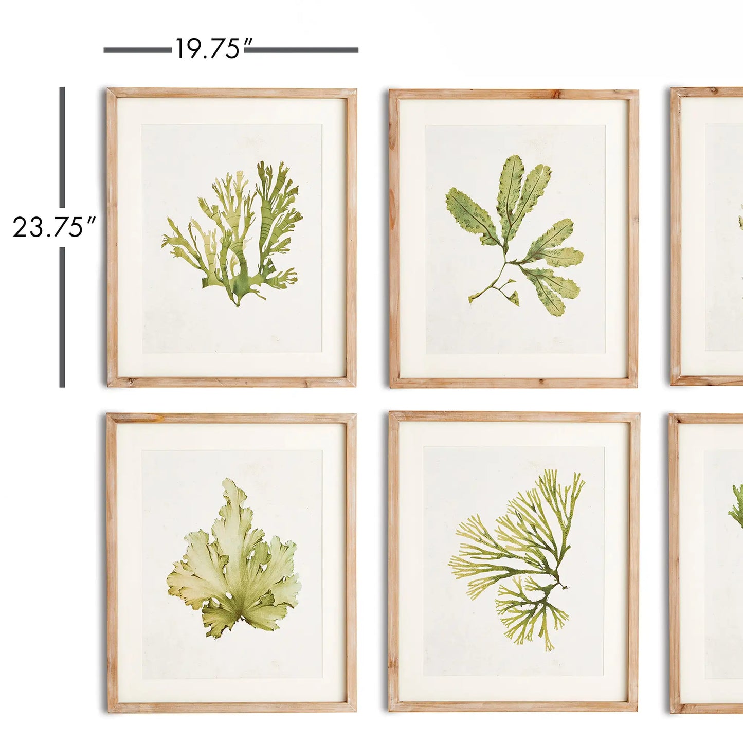 KELP PRINTS, SET OF 6 - view 2