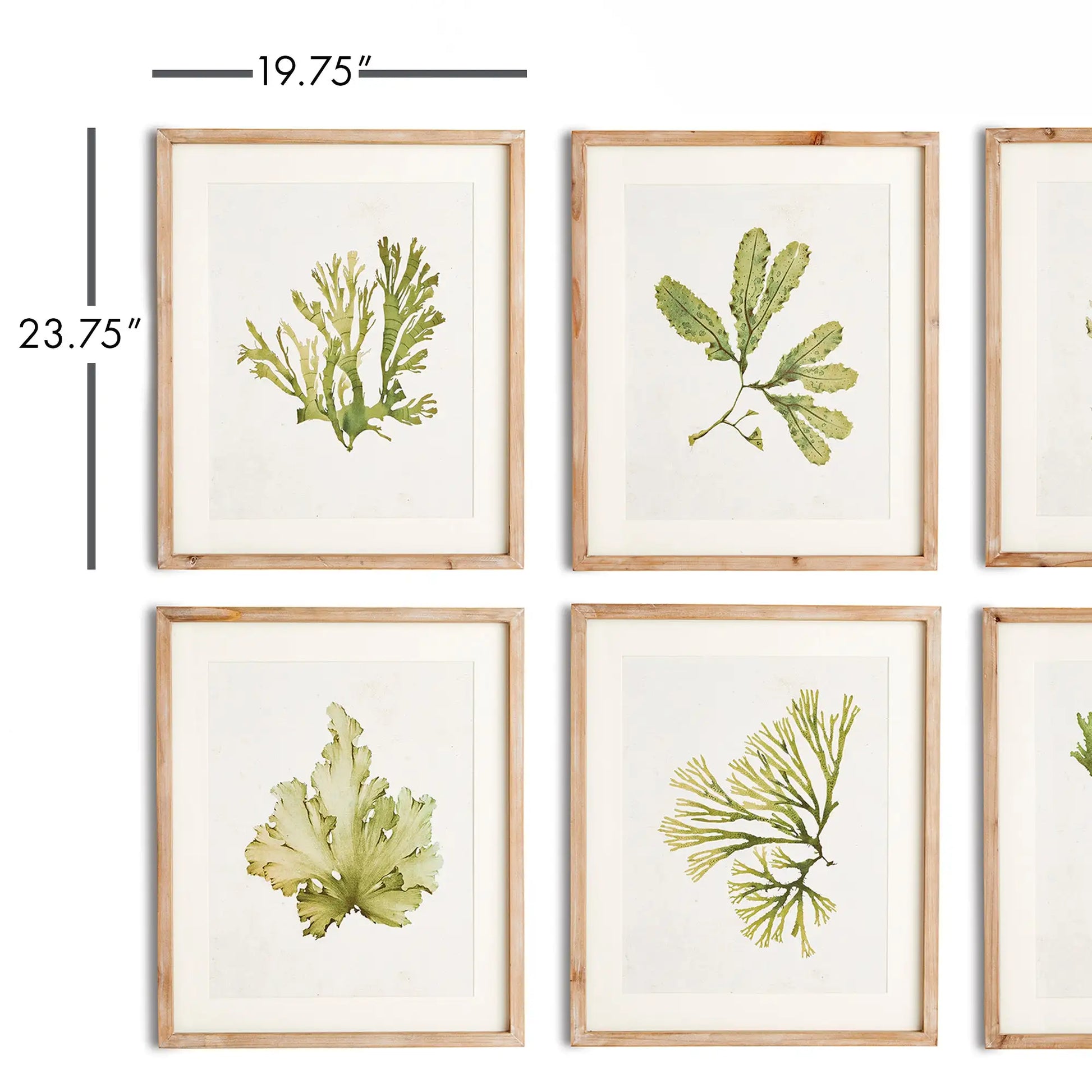 KELP PRINTS, SET OF 6 - view 2
