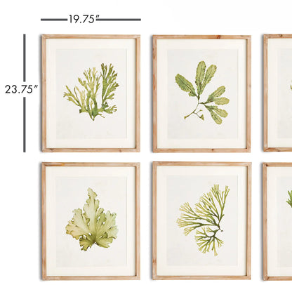 KELP PRINTS, SET OF 6 - view 2