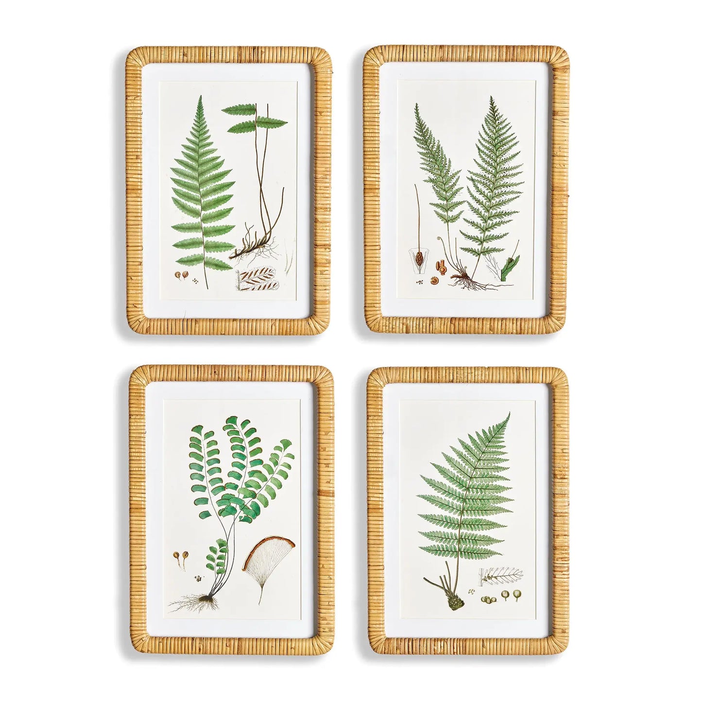 FOREST FERN PRINTS, SET OF 4