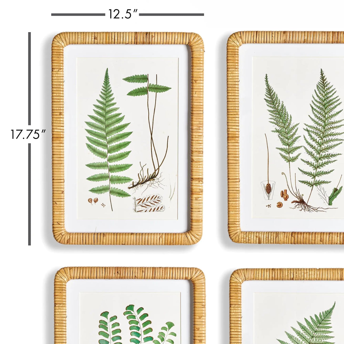 FOREST FERN PRINTS, SET OF 4 - view 2
