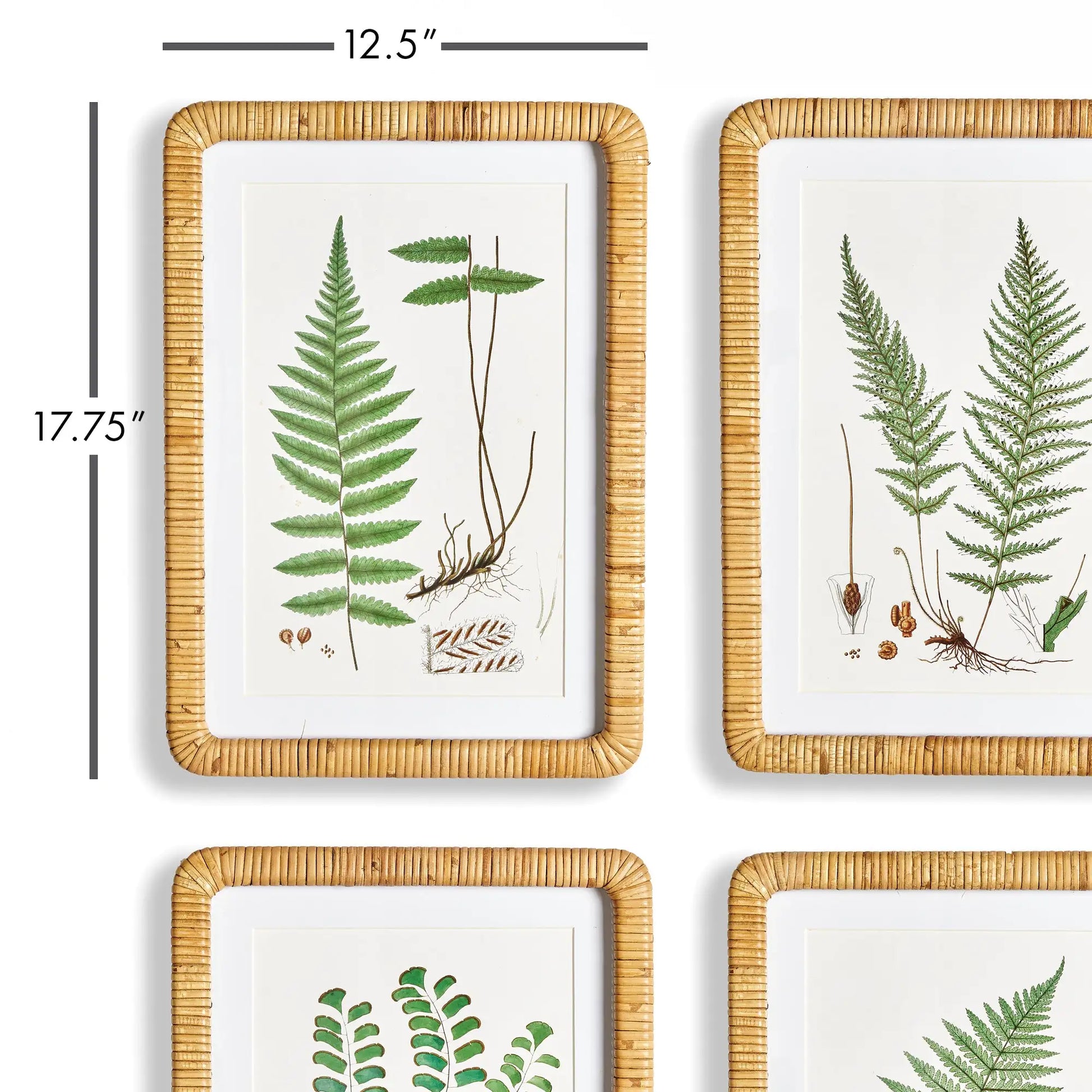 FOREST FERN PRINTS, SET OF 4 - view 2