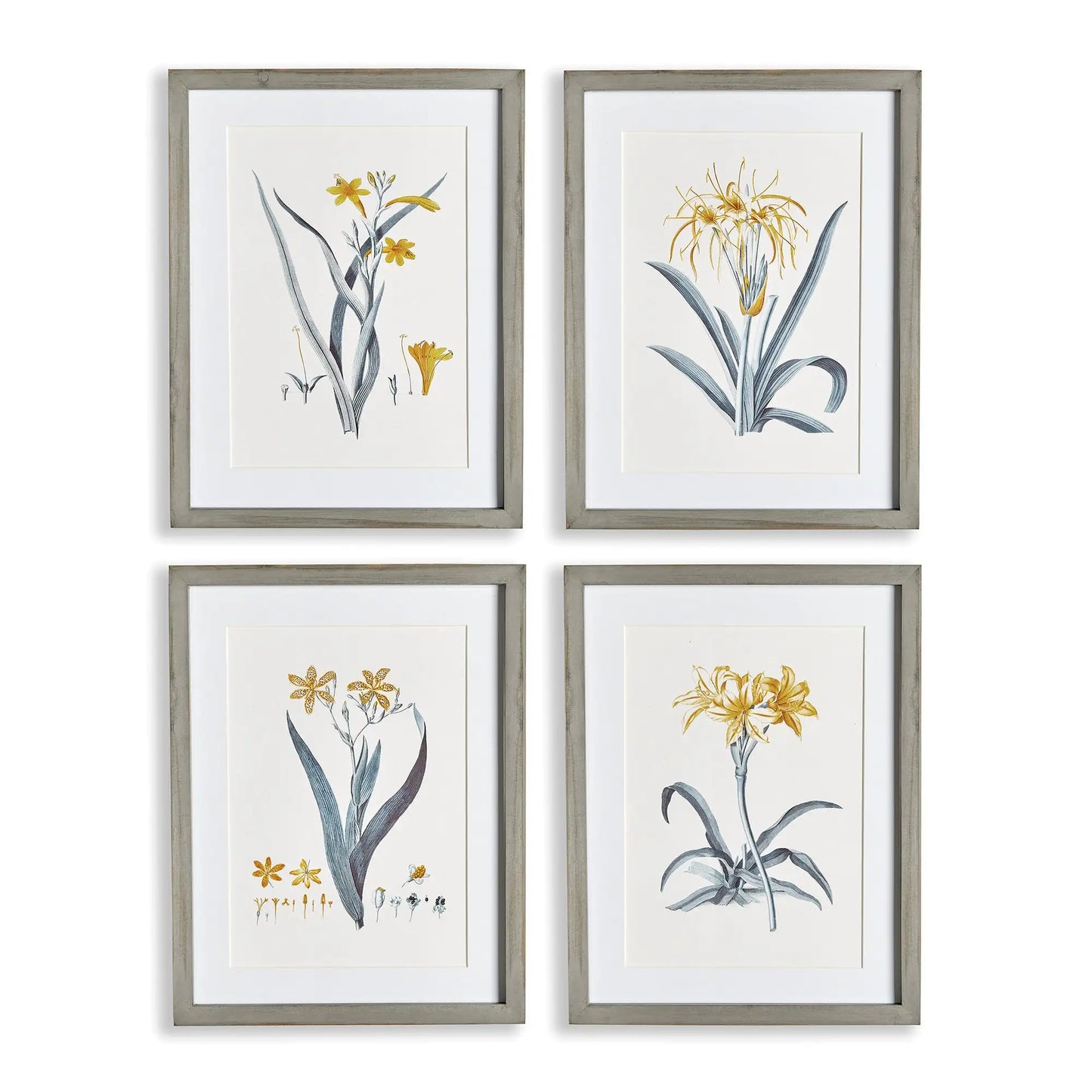 DAFFODIL PRINTS, SET OF 4