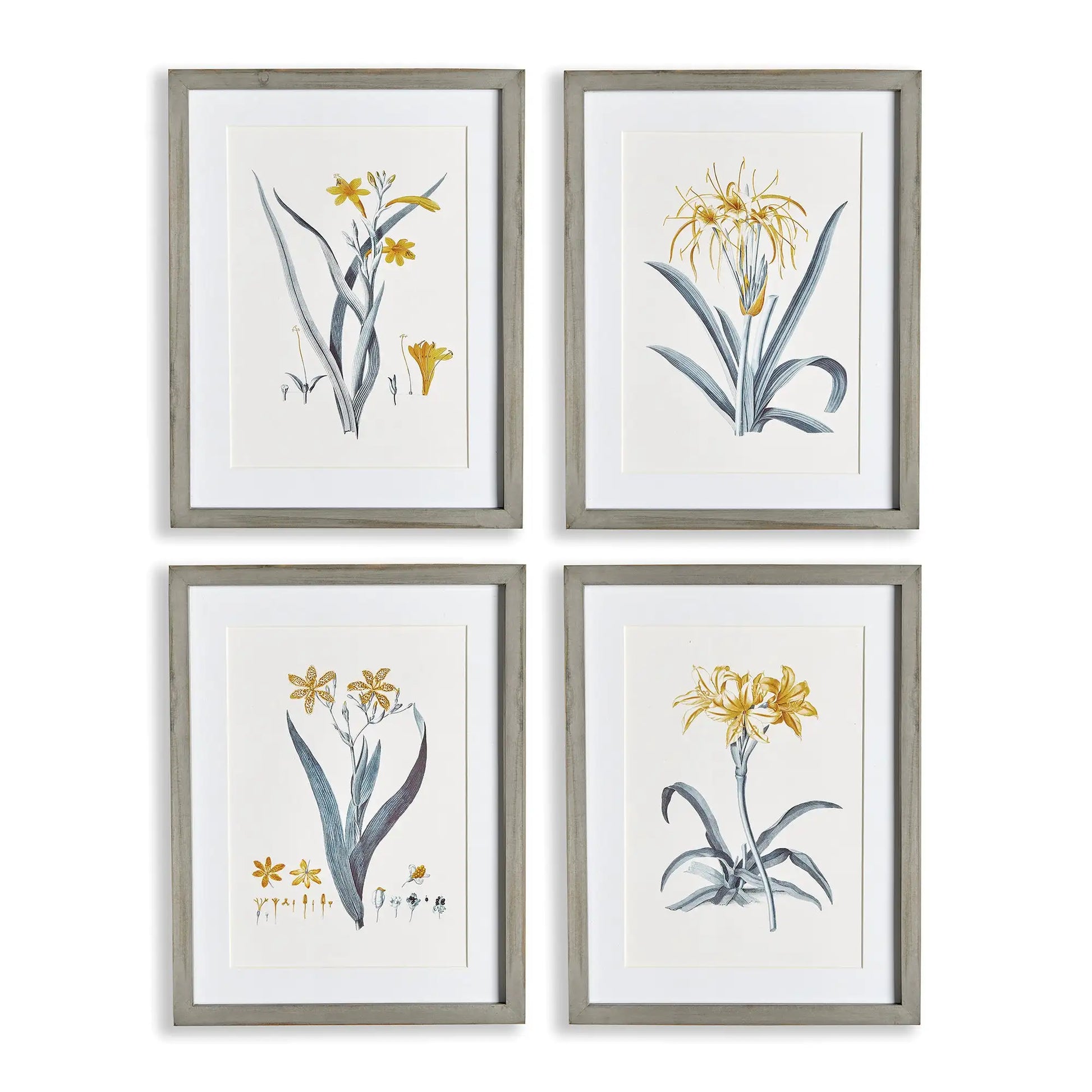 DAFFODIL PRINTS, SET OF 4