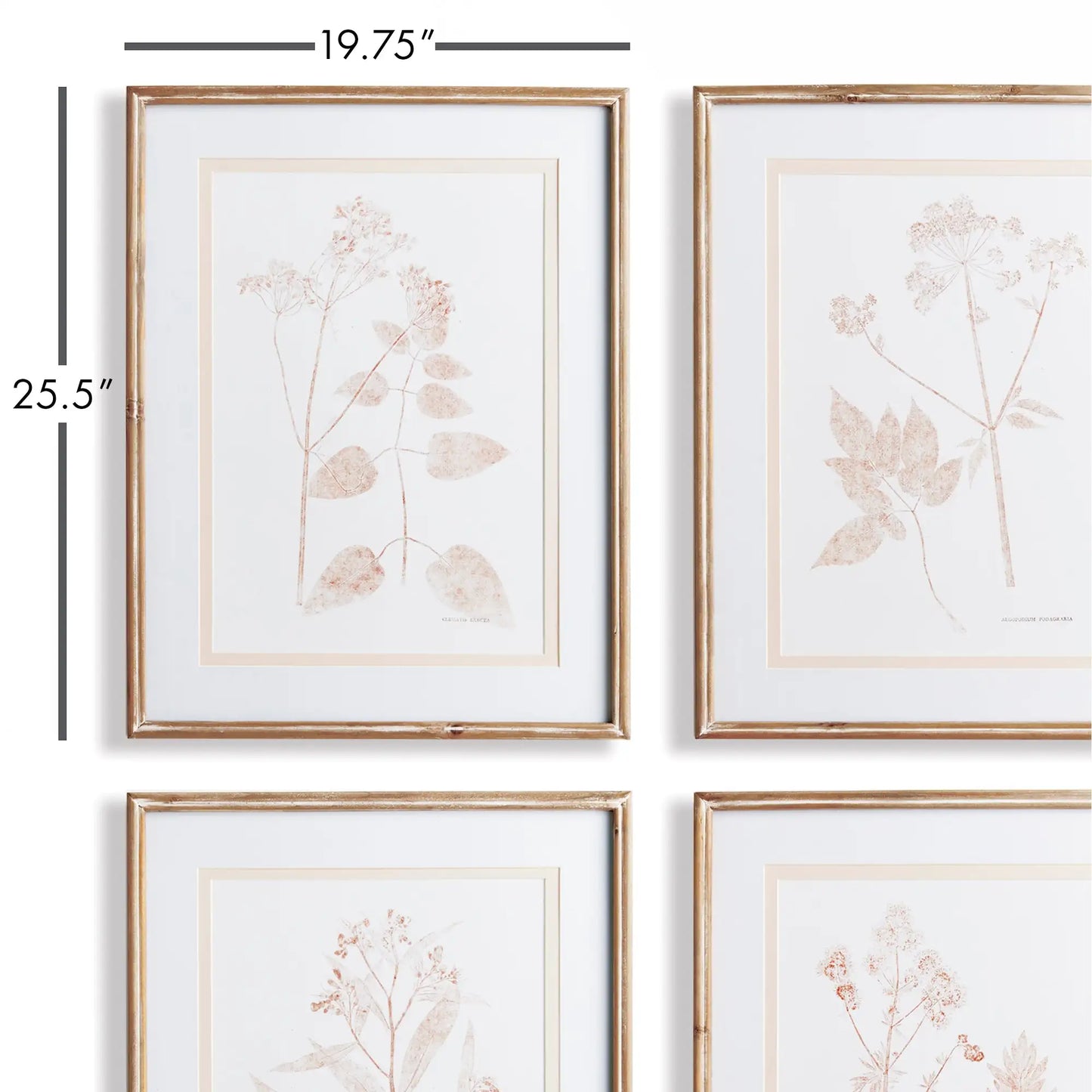BLUSH BOTANICAL STUDY, SET OF 4 - view 2