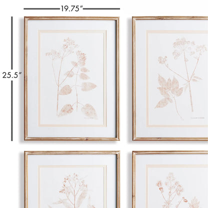 BLUSH BOTANICAL STUDY, SET OF 4 - view 2