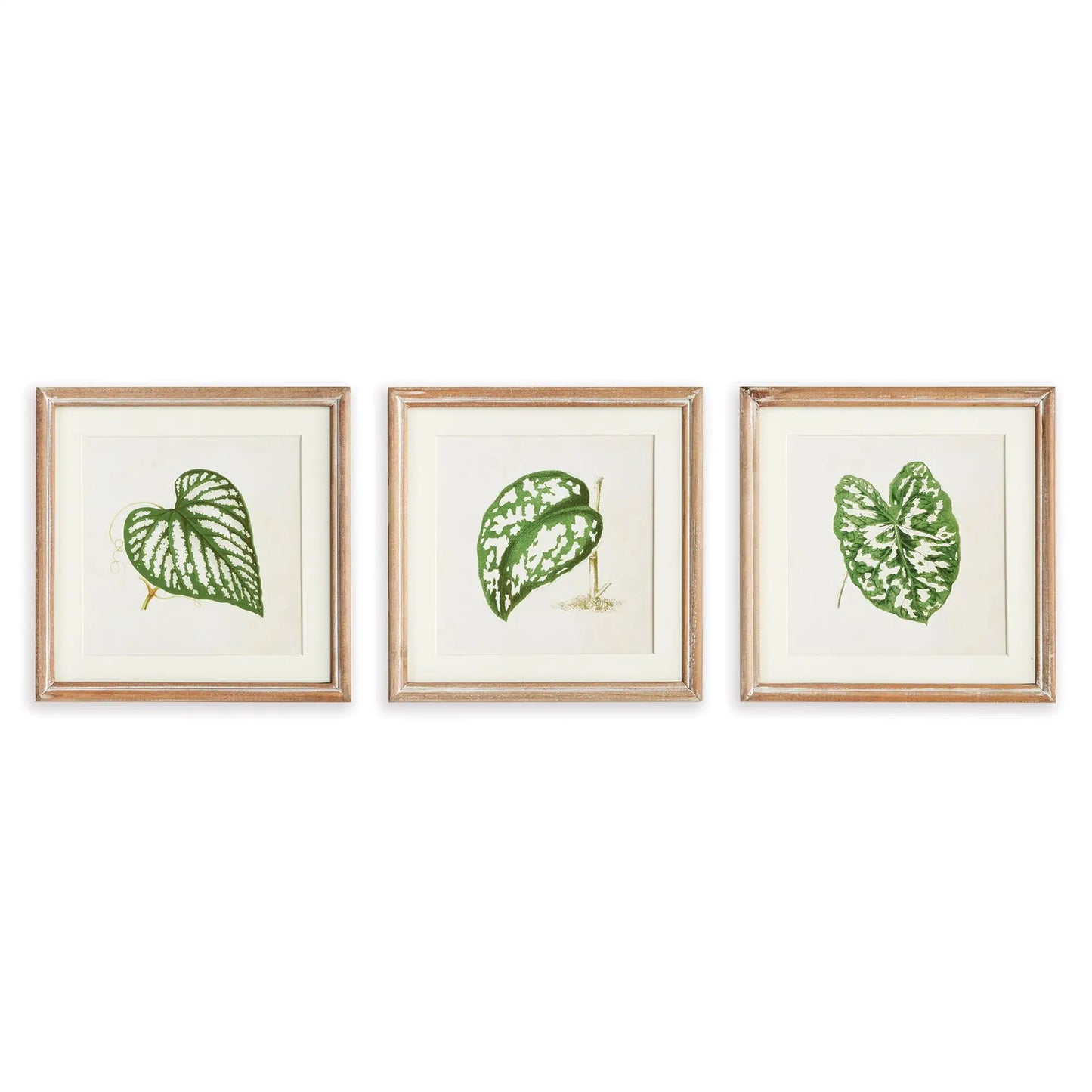 LEAF CUTTINGS PETITE PRINTS, SET OF 3