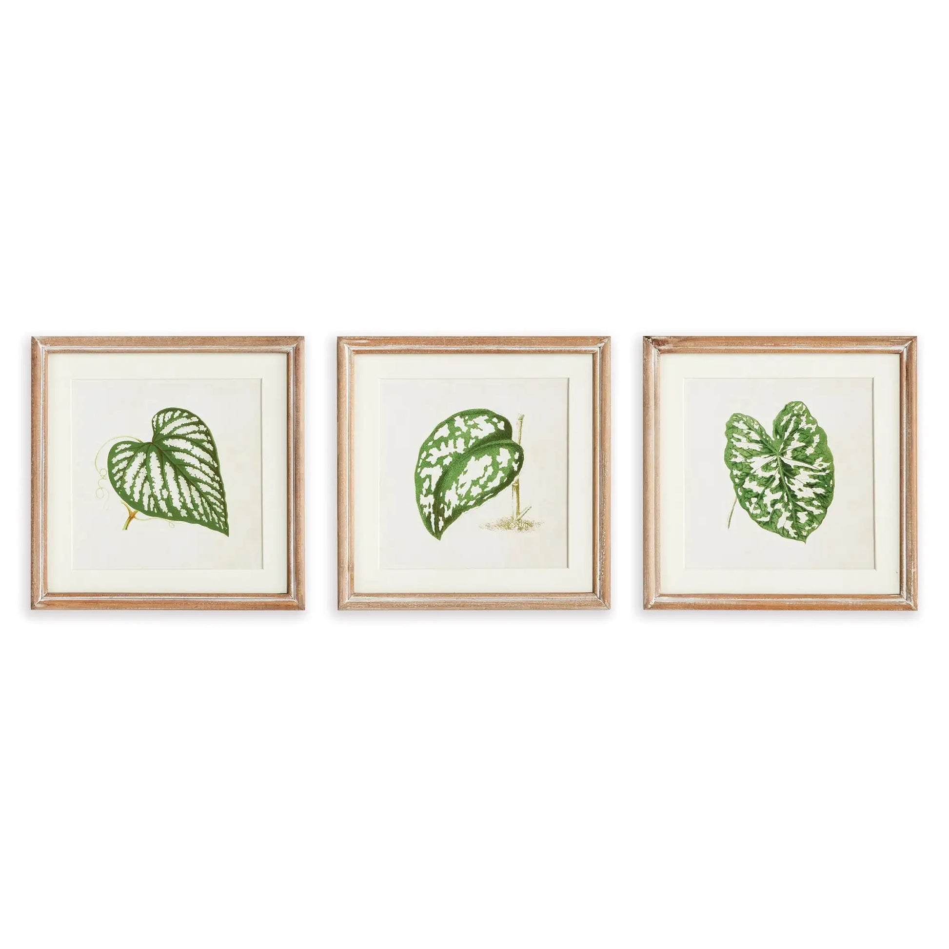 LEAF CUTTINGS PETITE PRINTS, SET OF 3