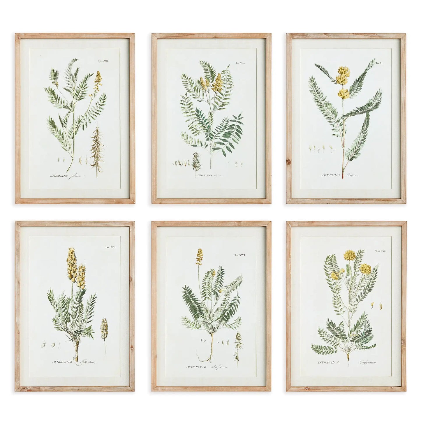 MID-SUMMER BLOOMS PRINTS, SET OF 6