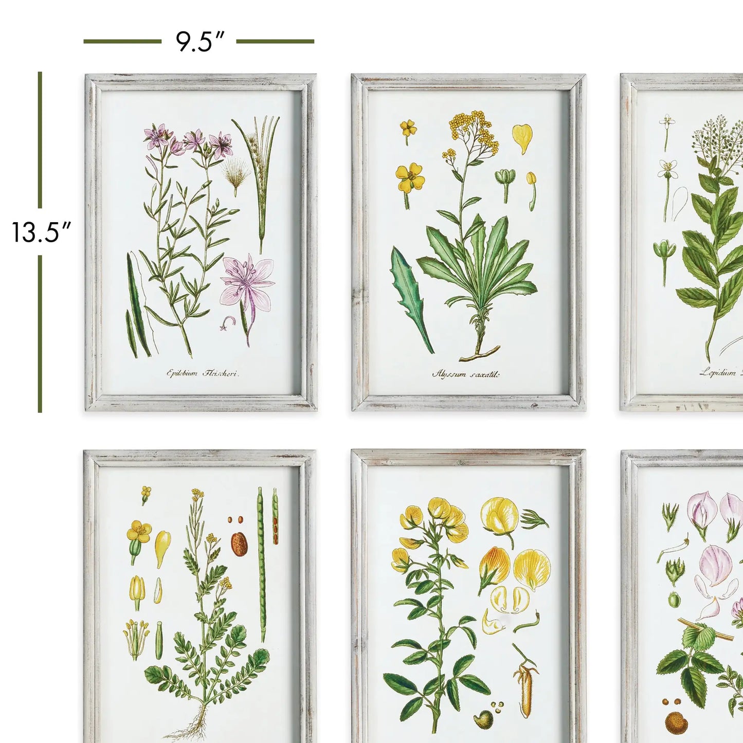 PERENNIAL BOTANICAL STUDY, SET OF 6 - view 2