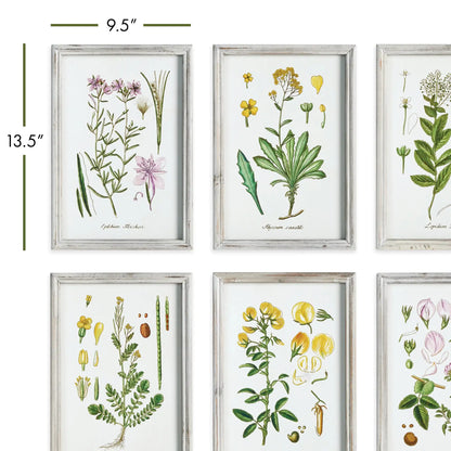 PERENNIAL BOTANICAL STUDY, SET OF 6 - view 2