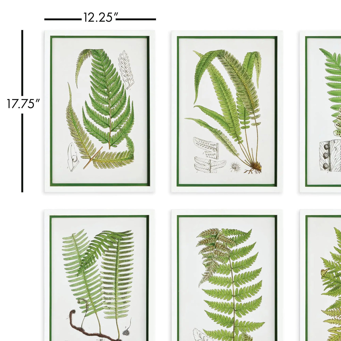 LAYERED FERN PRINTS, SET OF 6 - view 2