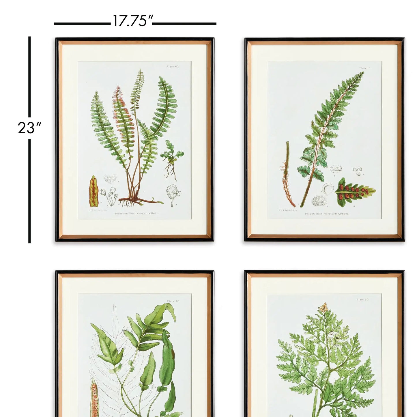 STRUCTURAL FERN STUDY, SET OF 4 - view 2