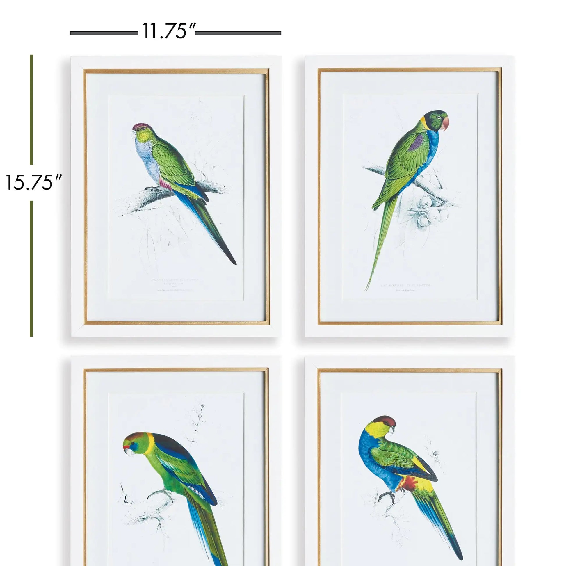 COLORFUL PARROT PRINTS, SET OF 4 - view 2