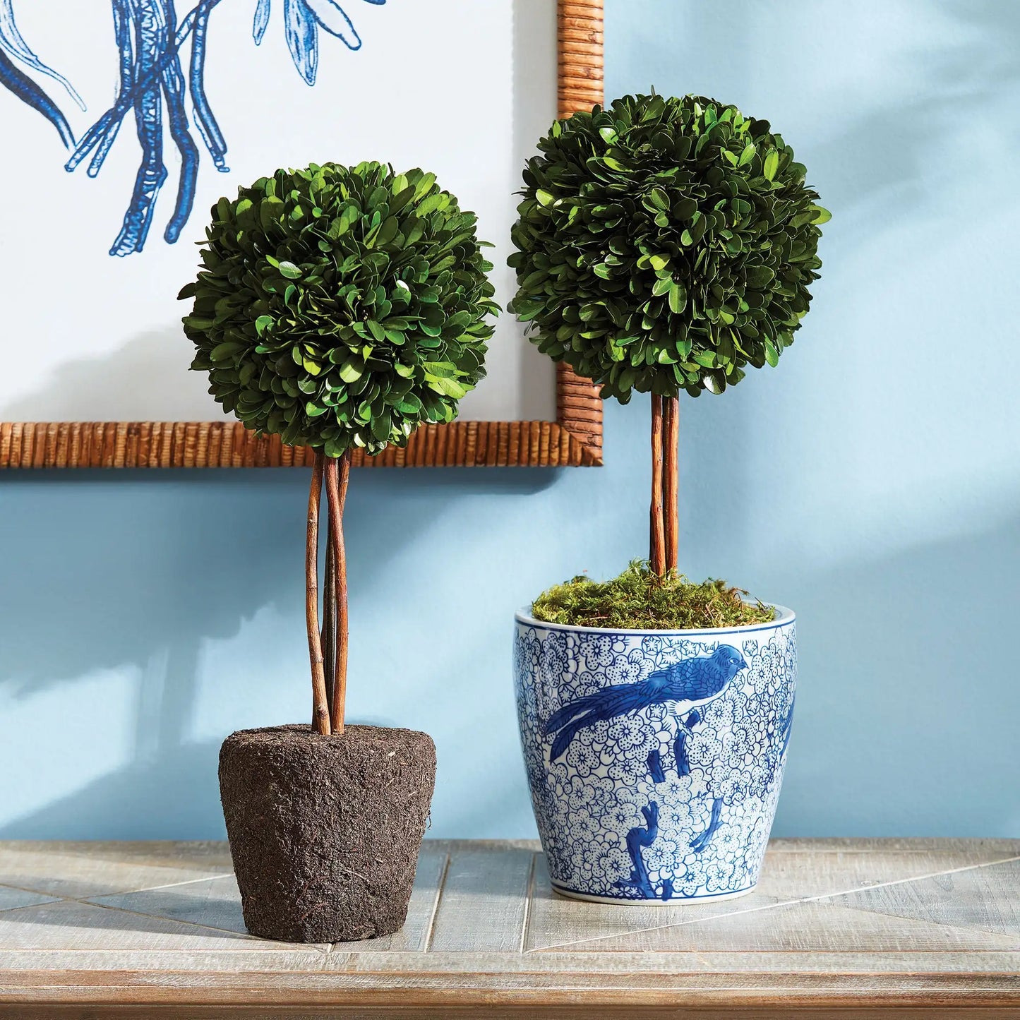 BOXWOOD SINGLE SPHERE TOPIARY DROP-IN 16" - view 2