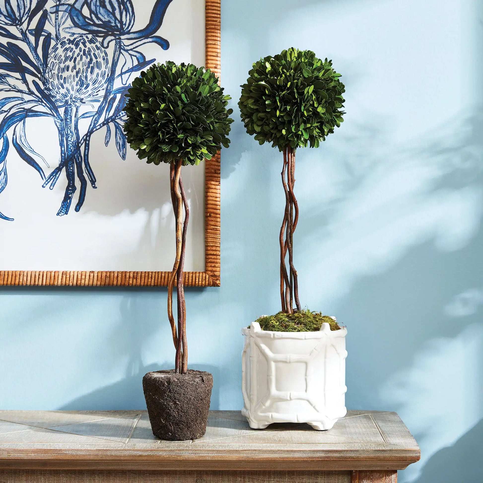 BOXWOOD SINGLE SPHERE TOPIARY DROP-IN 24" - view 2