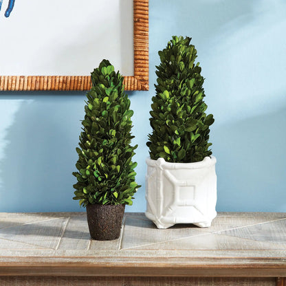 BOXWOOD CONE TOPIARY DROP-IN 12" - view 2