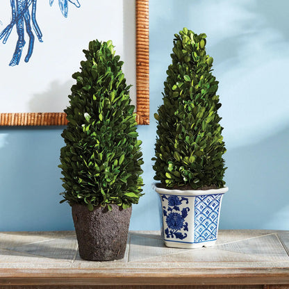 BOXWOOD CONE TOPIARY DROP-IN 16" - view 2