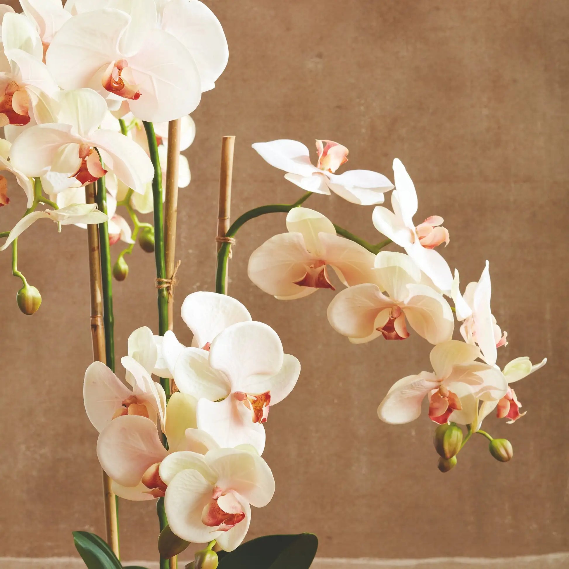 PHALAENOPSIS ORCHID DROP-IN 30" - view 3