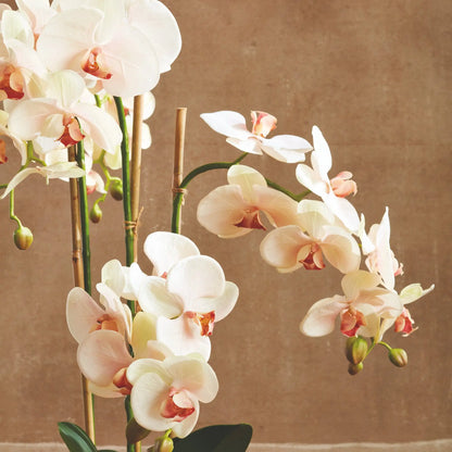 PHALAENOPSIS ORCHID DROP-IN 30" - view 3