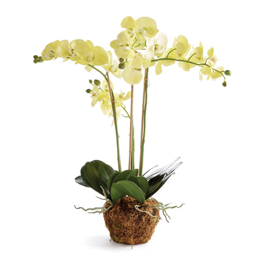 PHALAENOPSIS ORCHID DROP-IN 30"