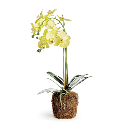 PHALAENOPSIS ORCHID DROP-IN 23"