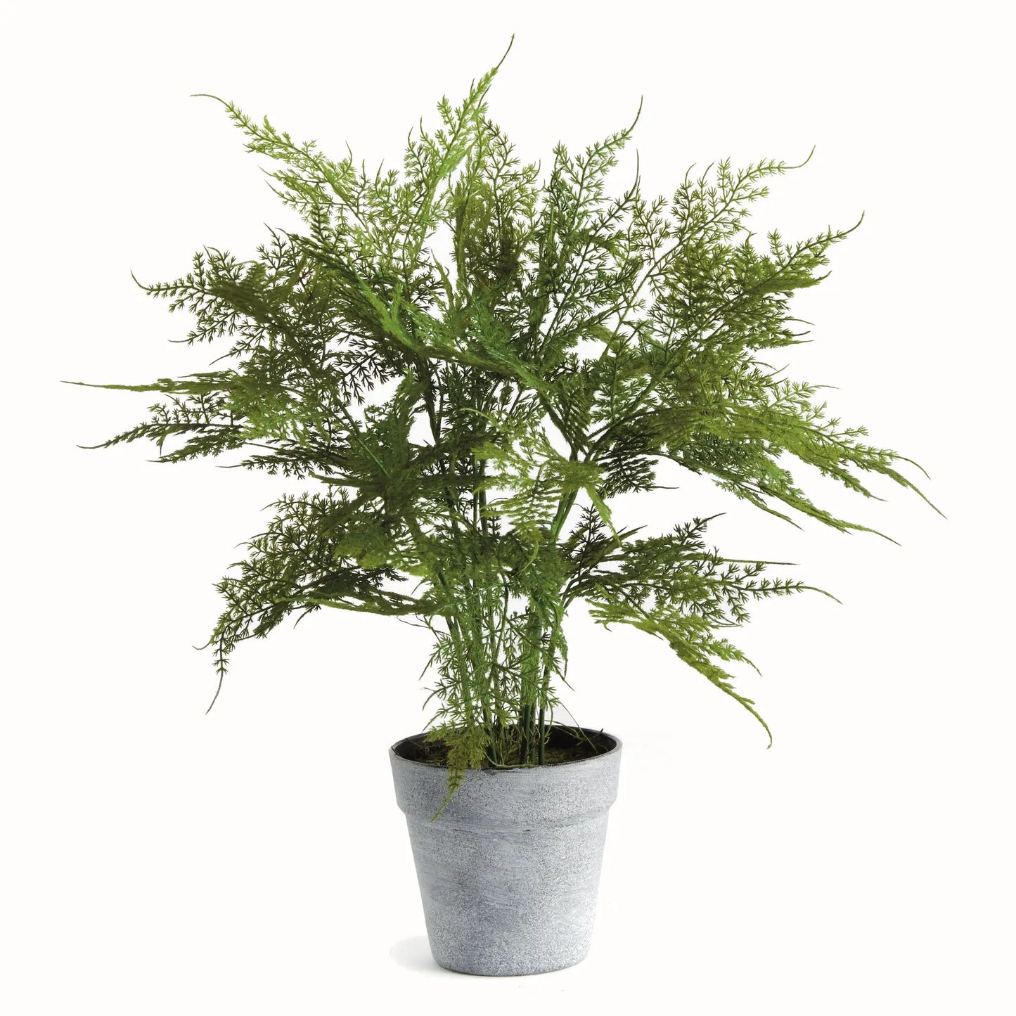 PLUMOSA FERN DROP-IN 21"