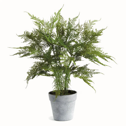 PLUMOSA FERN DROP-IN 21"