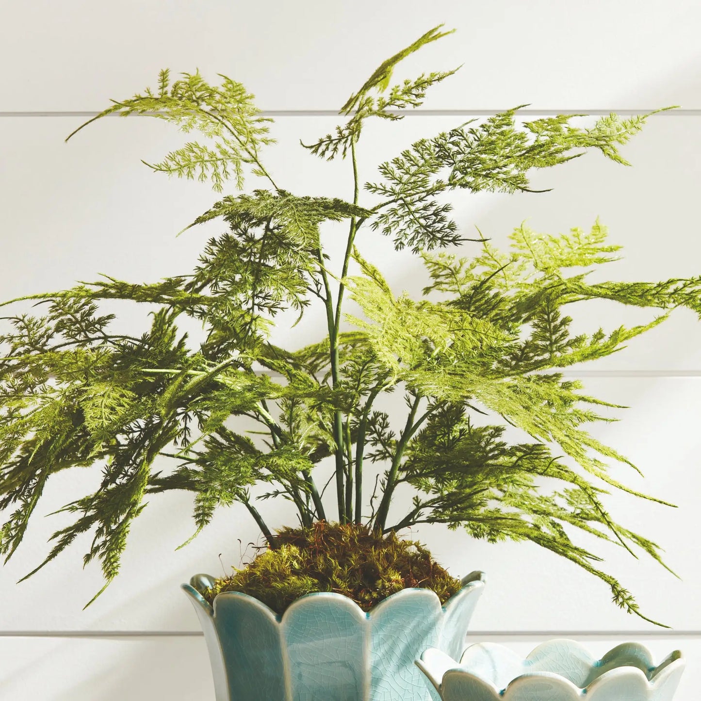 PLUMOSA FERN DROP-IN 21" - view 3