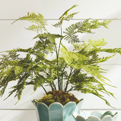 PLUMOSA FERN DROP-IN 21" - view 3