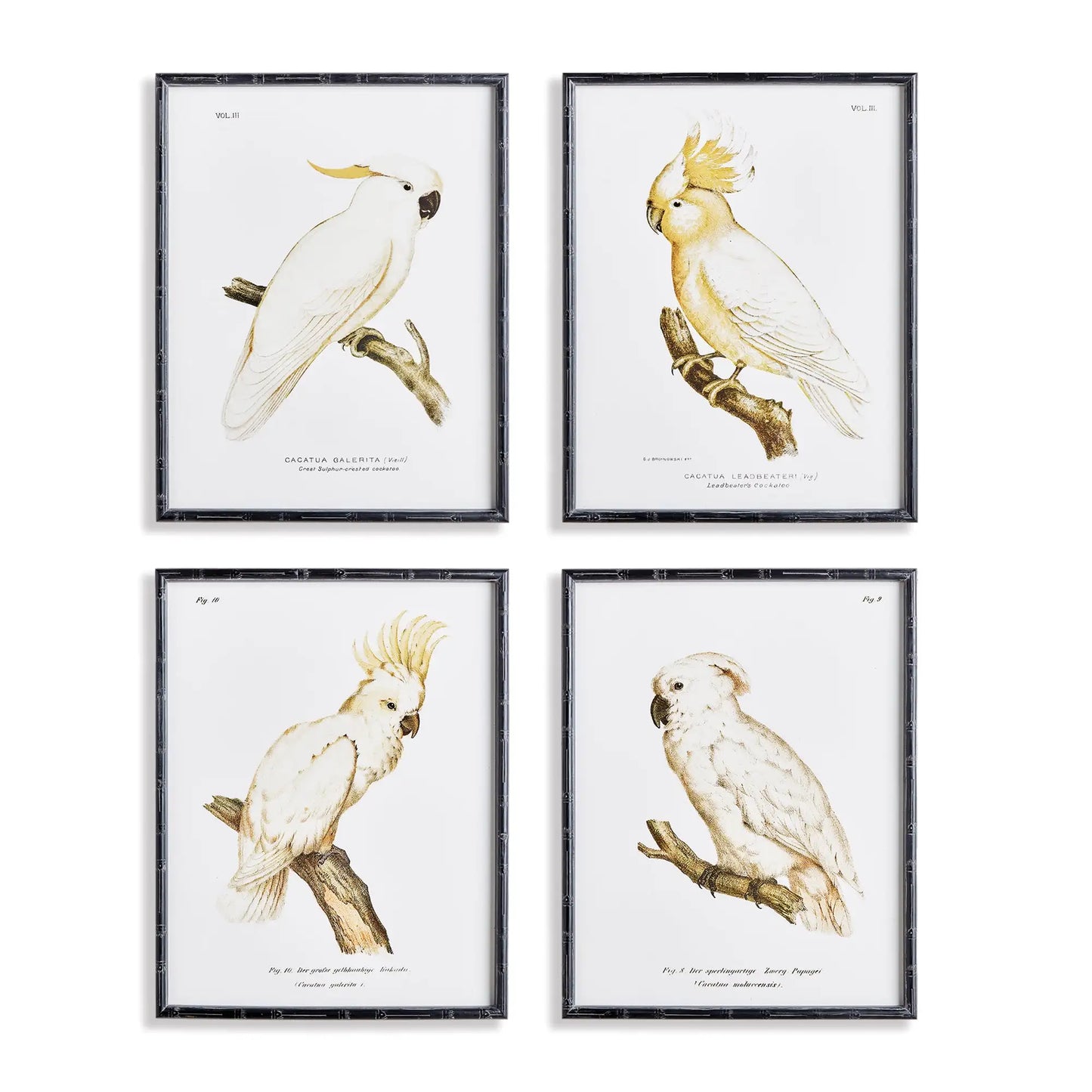 PARROT STUDY IN WHITE, SET OF 4