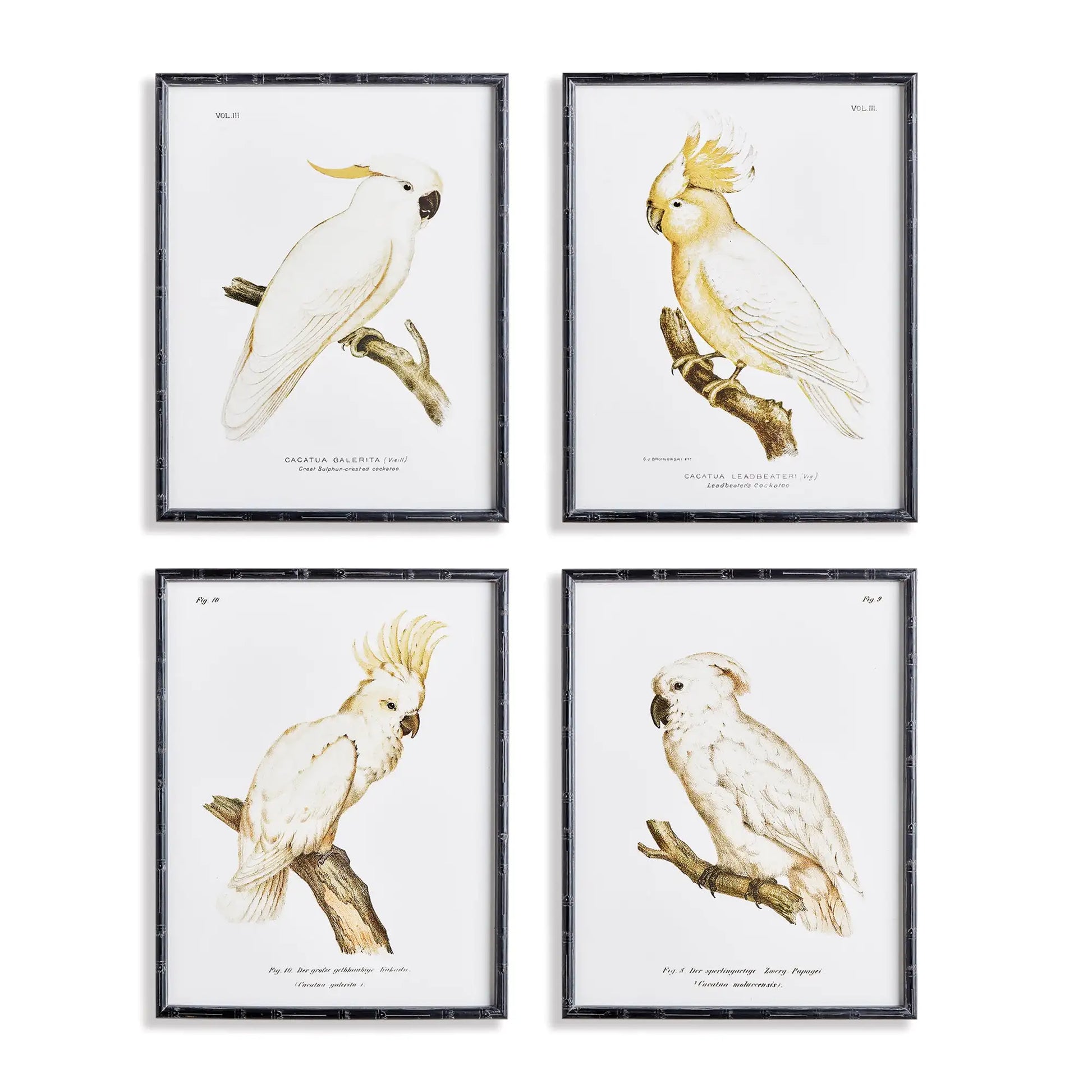 PARROT STUDY IN WHITE, SET OF 4