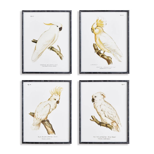 PARROT STUDY IN WHITE, SET OF 4