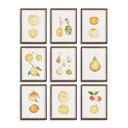 ASSORTED FRUITS STUDY, SET OF 9