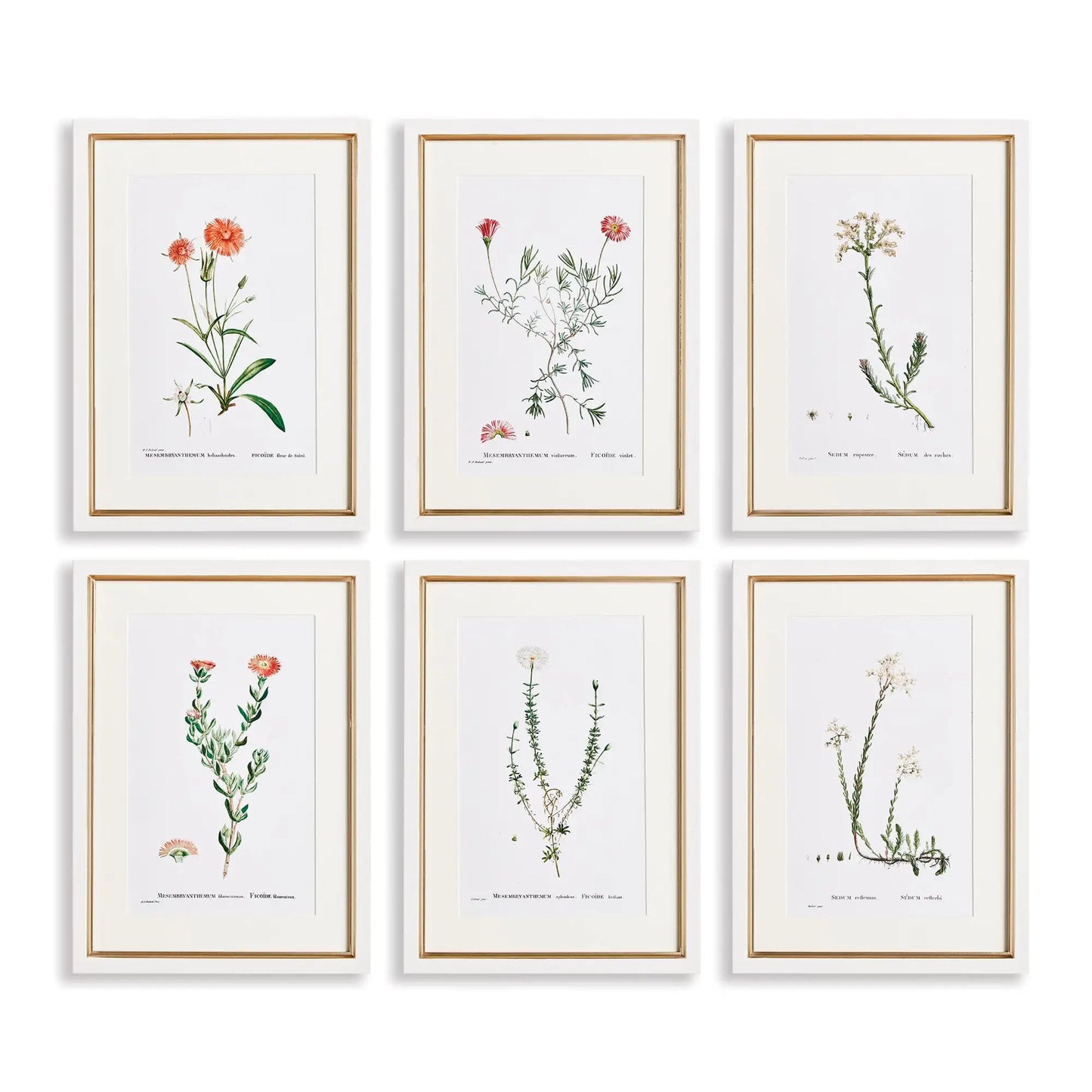 FLOWER STUDIES IN SHADES OF BLUSH, SET OF 6