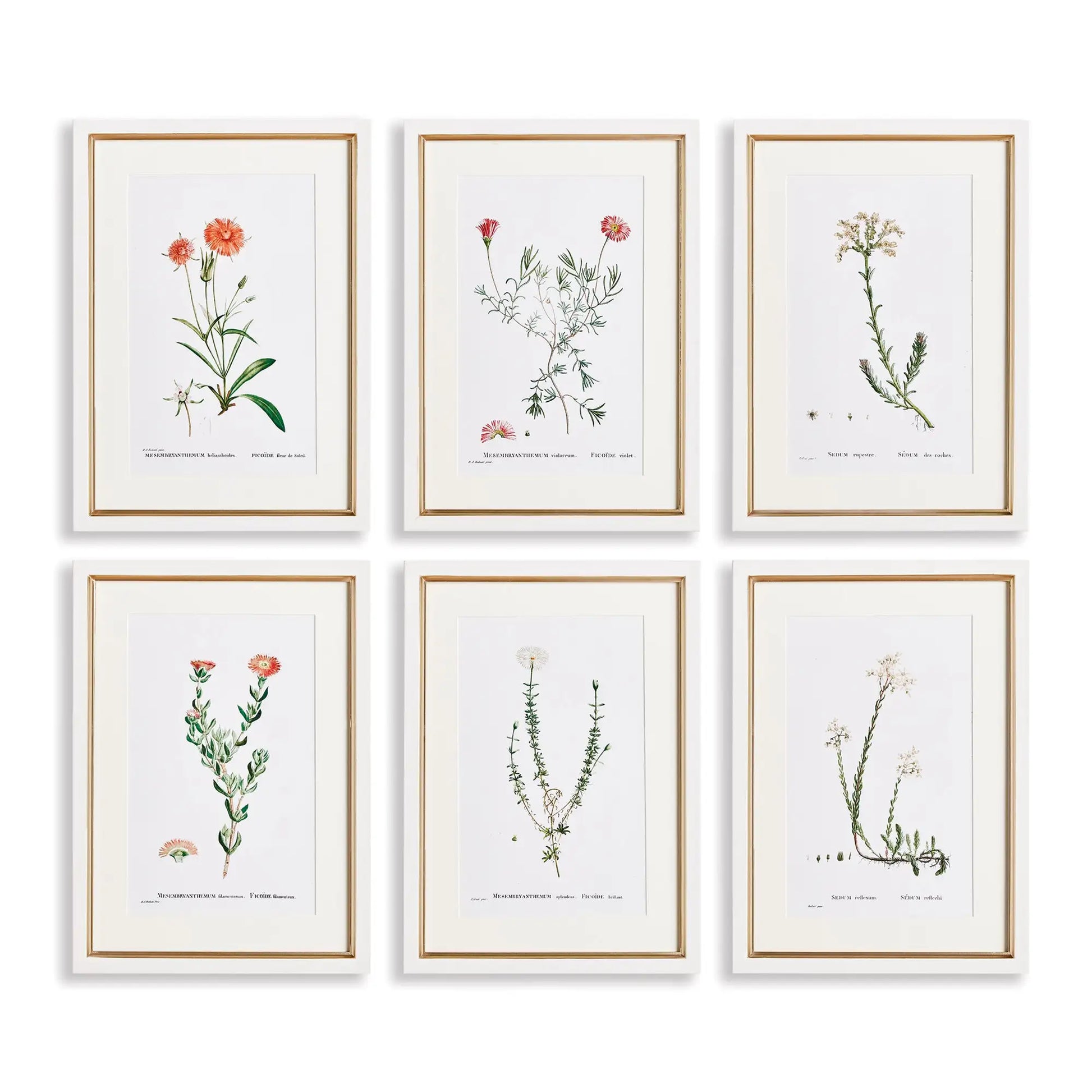 FLOWER STUDIES IN SHADES OF BLUSH, SET OF 6