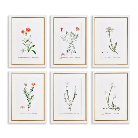 FLOWER STUDIES IN SHADES OF BLUSH, SET OF 6