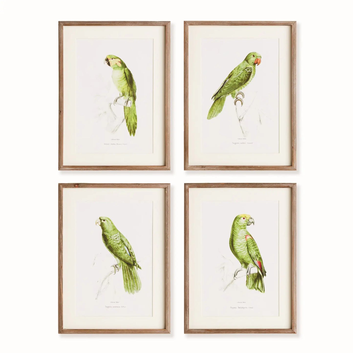 PARROT ILLUSTRATIONS IN GREEN, SET OF 4