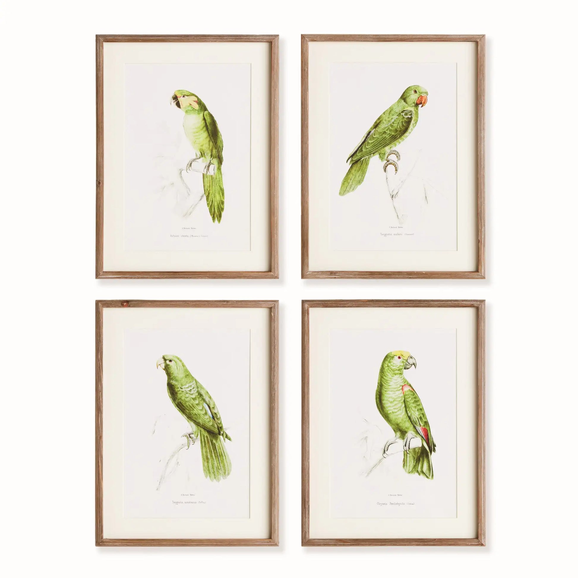 PARROT ILLUSTRATIONS IN GREEN, SET OF 4