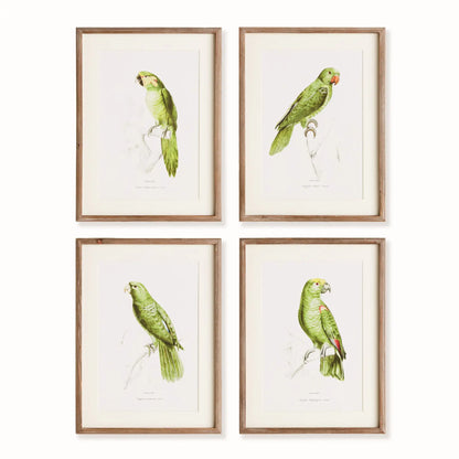 PARROT ILLUSTRATIONS IN GREEN, SET OF 4