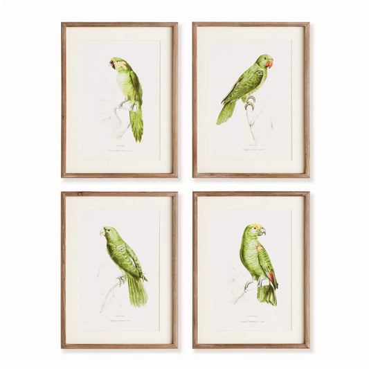 PARROT ILLUSTRATIONS IN GREEN, SET OF 4