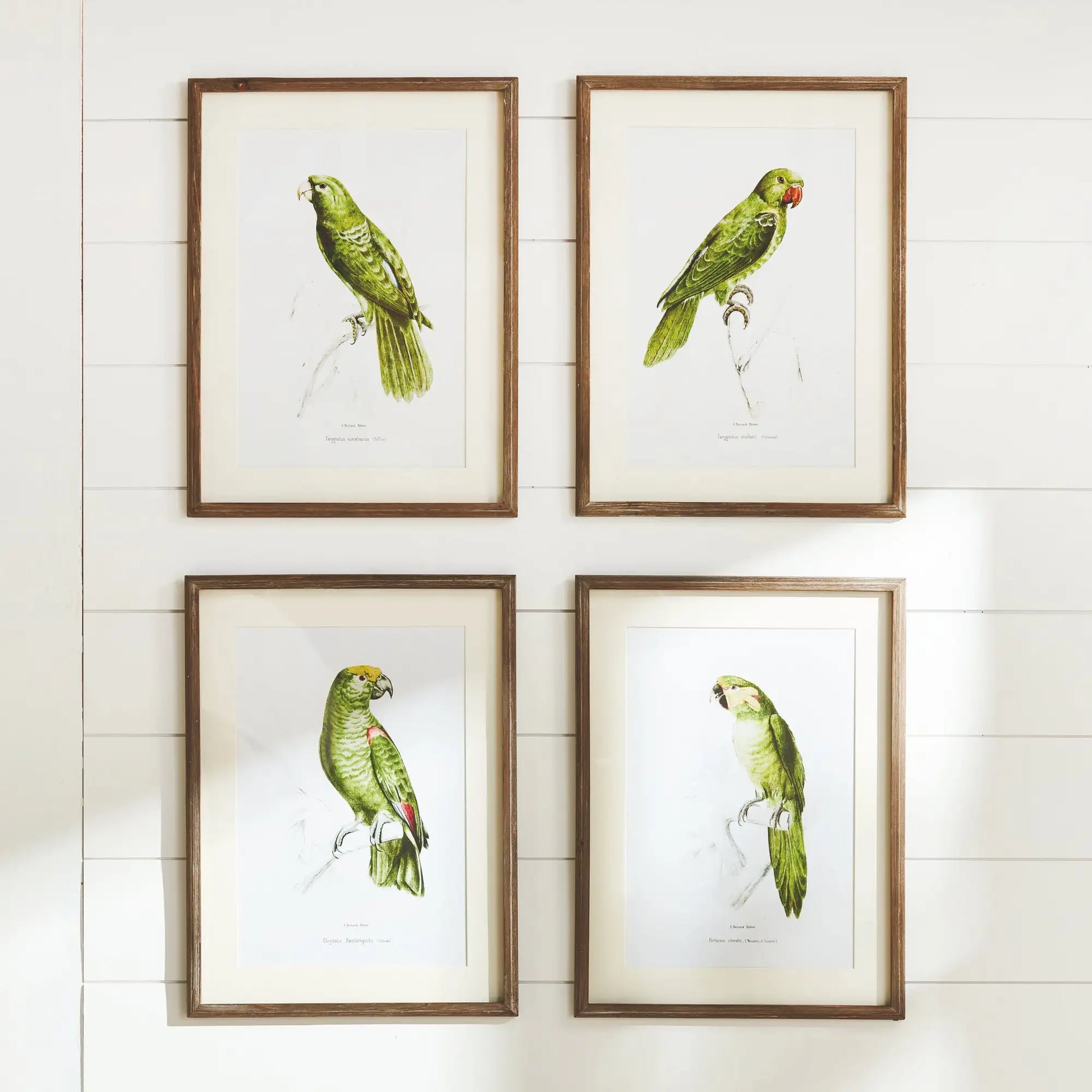 PARROT ILLUSTRATIONS IN GREEN, SET OF 4 - view 3